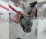 Small #6 French Bulldog