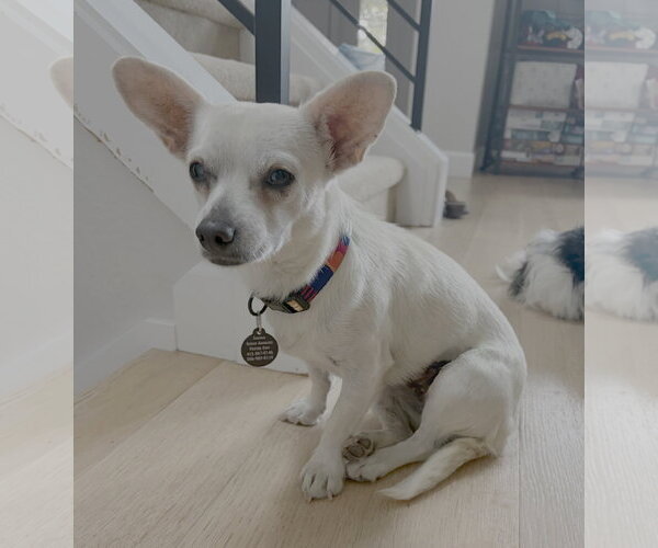 Medium Photo #1 Chihuahua-Unknown Mix Puppy For Sale in Bellevue, WA, USA