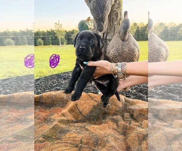 Medium Photo #33 Labrador Retriever Puppy For Sale in GREENWOOD, SC, USA