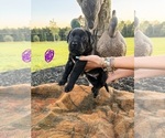 Small Photo #33 Labrador Retriever Puppy For Sale in GREENWOOD, SC, USA