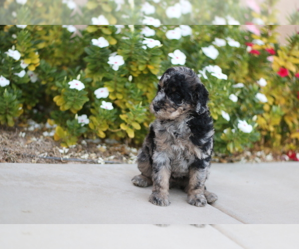 Medium Photo #1 Aussiedoodle Puppy For Sale in CHANDLER, AZ, USA
