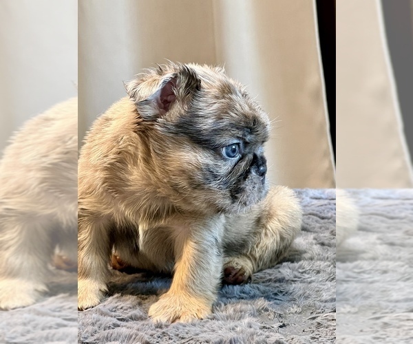 Medium Photo #20 English Bulldog Puppy For Sale in PHILADELPHIA, PA, USA