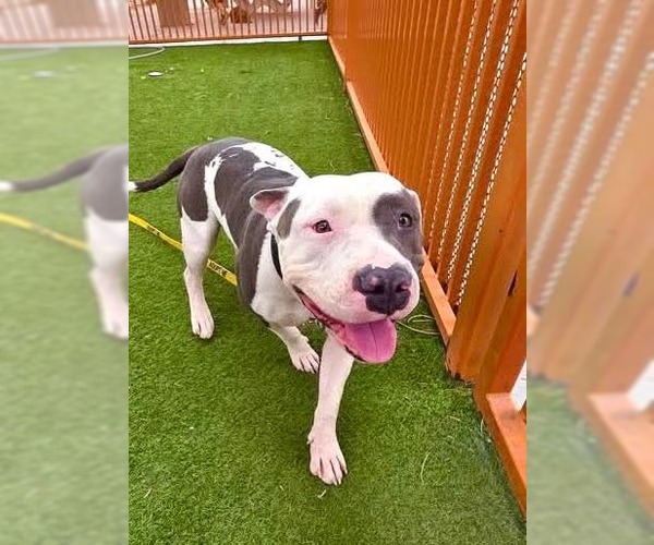 Medium Photo #1 American Pit Bull Terrier-Unknown Mix Puppy For Sale in Las Vegas, NV, USA