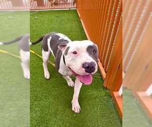 American Pit Bull Terrier-Unknown Mix Dogs for adoption in Las Vegas, NV, USA