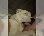 Small #8 Labrador Retriever Mix