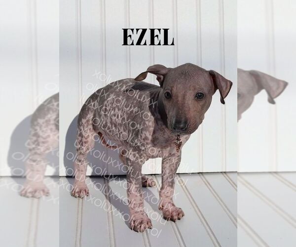 Medium Photo #1 Xoloitzcuintli (Mexican Hairless) Puppy For Sale in MERCED, CA, USA