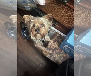 Mutt Dogs for adoption in Spring, TX, USA