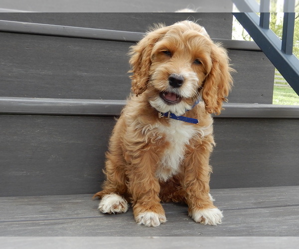 Medium Photo #3 Cockapoo Puppy For Sale in MILLERSBURG, OH, USA