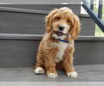 Small #2 Cockapoo