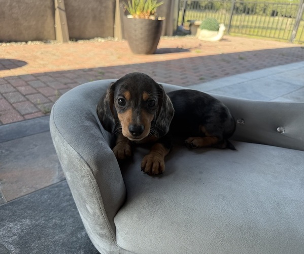 Medium Photo #1 Dachshund Puppy For Sale in WEBSTER, FL, USA