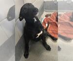 Small Labrador Retriever Mix