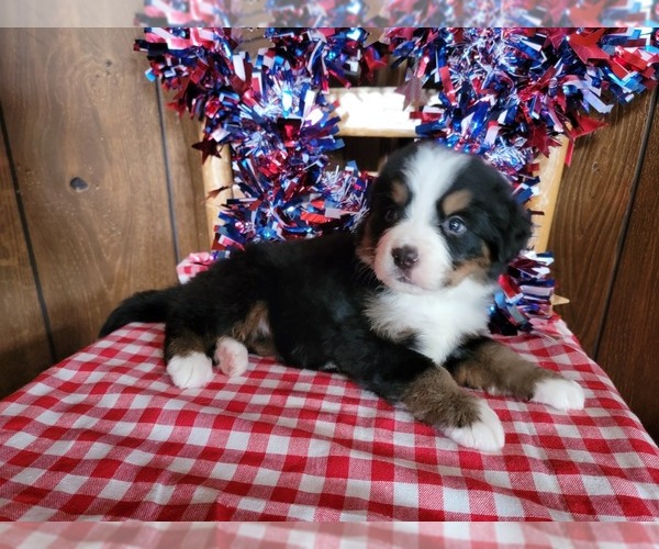 Medium Photo #37 Bernese Mountain Dog Puppy For Sale in BLACK FOREST, CO, USA