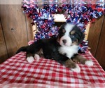 Small Photo #37 Bernese Mountain Dog Puppy For Sale in BLACK FOREST, CO, USA