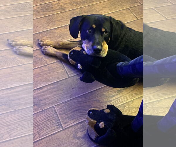 Medium Photo #11 Rottweiler-Unknown Mix Puppy For Sale in White Hall, AR, USA