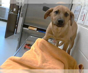 Mutt Dogs for adoption in Fayetteville, NC, USA