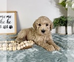 Small #3 Goldendoodle (Miniature)