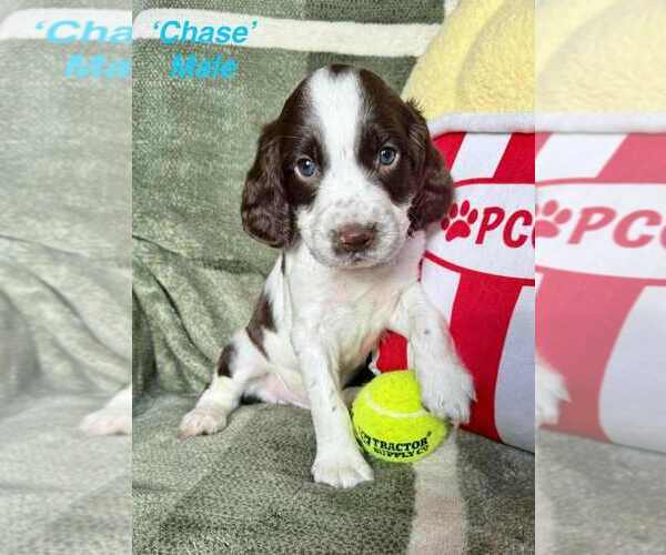 Medium Photo #1 English Springer Spaniel Puppy For Sale in BEAVER SPRINGS, PA, USA