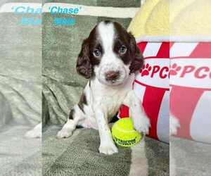 Medium English Springer Spaniel