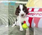Puppy Puppy 2 English Springer Spaniel