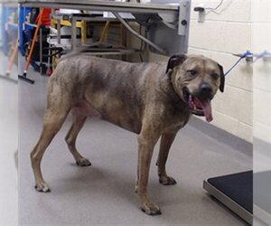 Bullmastiff-Unknown Mix Dogs for adoption in Denver, CO, USA