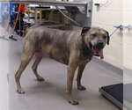 KAI - Male Bullmastiff-Unknown Mix Dog for Adoption - Small photo