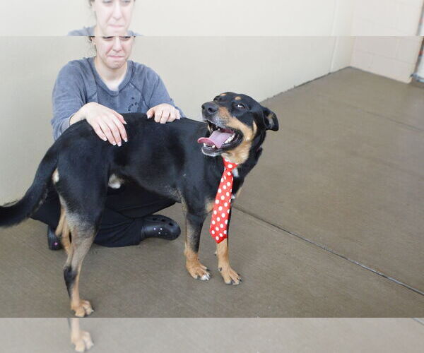 Medium Photo #2 Mutt Puppy For Sale in McKinney, TX, USA