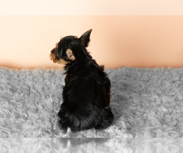 Medium Photo #8 Yorkshire Terrier Puppy For Sale in NAPPANEE, IN, USA