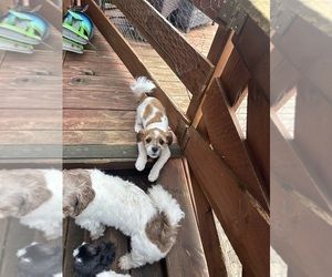 Pom-A-Poo-Shih Tzu Mix Puppy for sale in SPRINGVILLE, IN, USA
