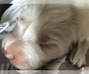 Great Pyrenees Puppy for sale in MOUNT VERNON, OH, USA