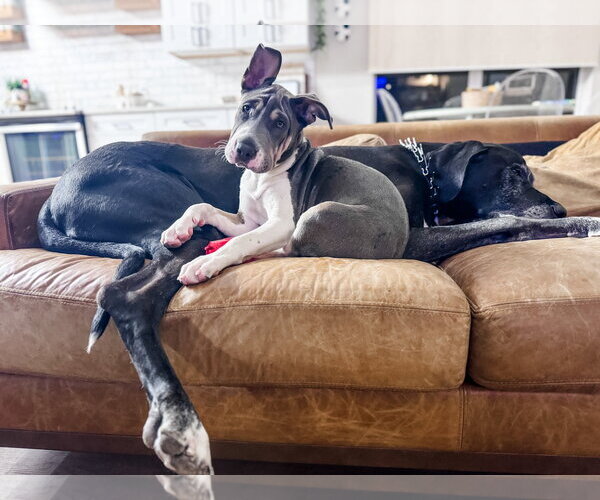 Medium Photo #8 Great Dane-Unknown Mix Puppy For Sale in Valrico, FL, USA