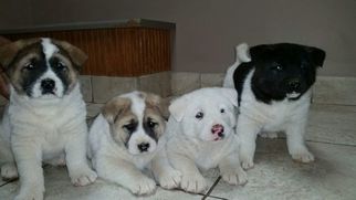 Akita Puppy for sale in HORN LAKE, MS, USA