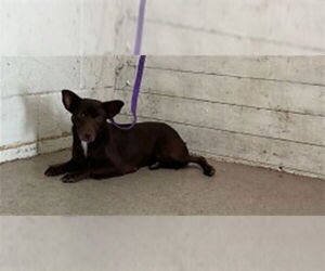 Chihuahua-Unknown Mix Dogs for adoption in San Bernardino, CA, USA