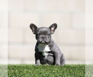 French Bulldog Puppy for Sale in ATLANTA, Georgia USA