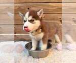 Small #2 Siberian Husky
