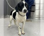 Small #1 Beagle Mix