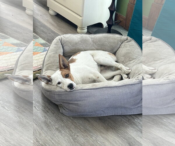 Medium Photo #2 Mutt Puppy For Sale in Estherville, IA, USA