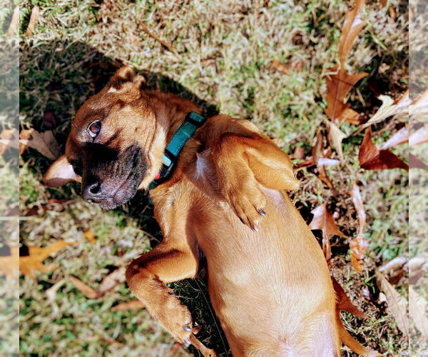 Medium Photo #10 Dachshund-Unknown Mix Puppy For Sale in Arlington, VA, USA
