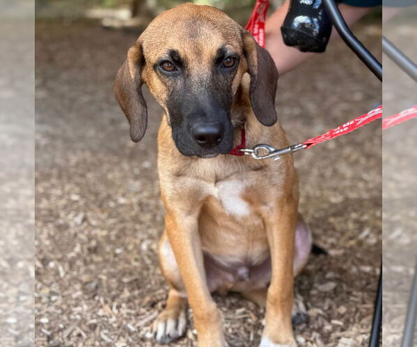 Medium Photo #2 Labrador Retriever-Unknown Mix Puppy For Sale in Canton, CT, USA