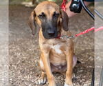 Small #1 Labrador Retriever Mix