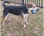 Small Photo #1 Catahoula Leopard Dog-Harrier Mix Puppy For Sale in HOUSTON, TX, USA