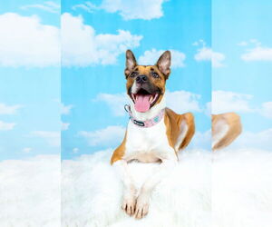Arcee - Female American Staffordshire Terrier-Unknown Mix Dog for Adoption - Photo #2