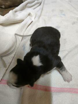 Medium Photo #3 Siberian Husky Puppy For Sale in ELLENDALE, MN, USA