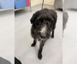 Mutt Dogs for adoption in Waco, TX, USA