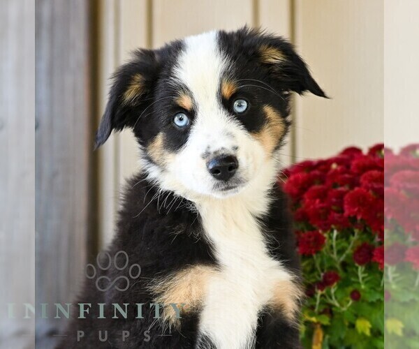 Medium Photo #1 Miniature Australian Shepherd Puppy For Sale in REBERSBURG, PA, USA
