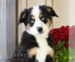 Bonnie - Female Miniature Australian Shepherd Puppy for Sale - Small photo