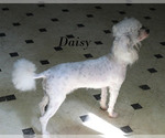 Small #30 Poodle (Toy)