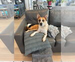 Small #5 Mutt