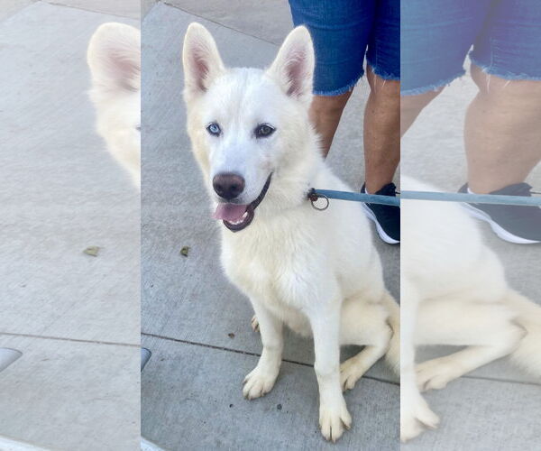 Medium Photo #1 Huskies -Siberian Husky Mix Puppy For Sale in Newport Beach, CA, USA