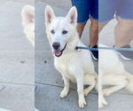 Small Huskies -Siberian Husky Mix