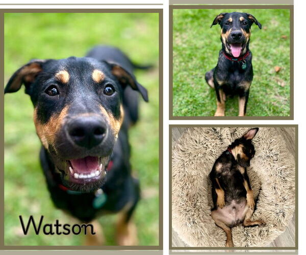 Medium Photo #1 Shepradors Puppy For Sale in Pensacola, FL, USA